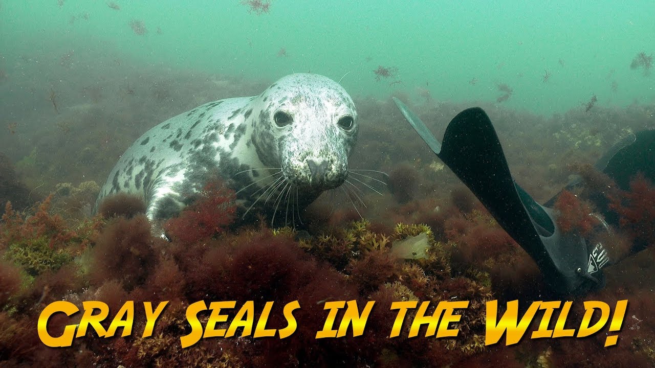 Gray Seals In The Wild | JONATHAN BIRD'S BLUE WORLD