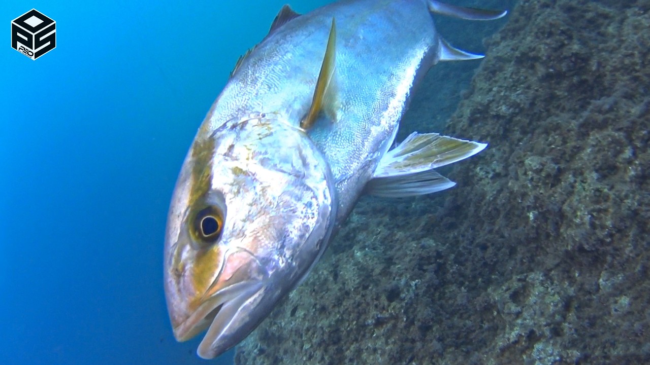 PESCASUB Sardegna Pesci Ricciole e Cernia Pesca subacquea Inverno Dicembre