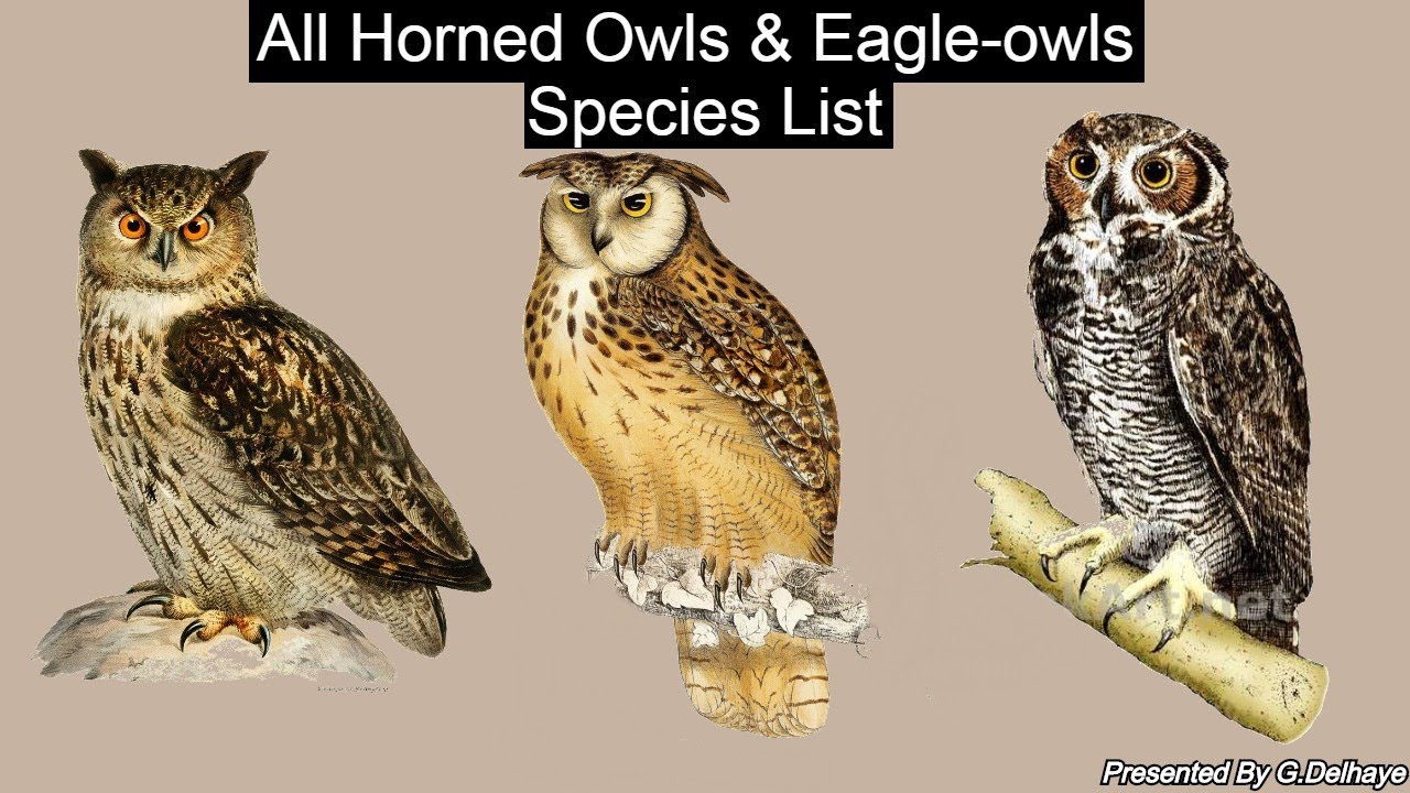 All Eagle-owl & Horned Owl Species (Genus Bubo) - All Owl Species Part.10 - Species List