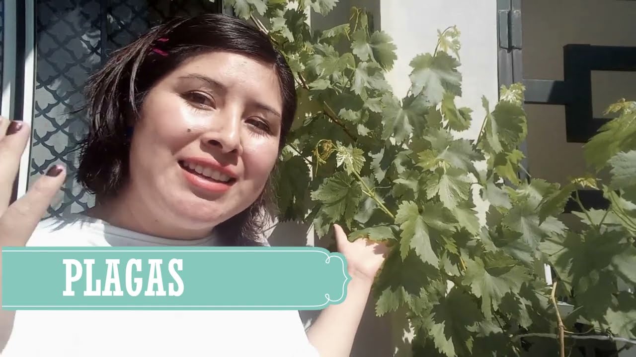 PORQUE NO TE DA FRUTA,Y SOLUCI&Oacute;N AL INSTANTE #seleplanta #uva #plantas #parra