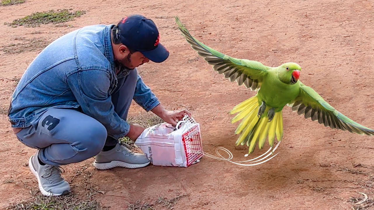 সুস্থ করে ছেড়ে দিলাম বন্য টিয়া পাখিকে | Releasing Parrot Into the Wild