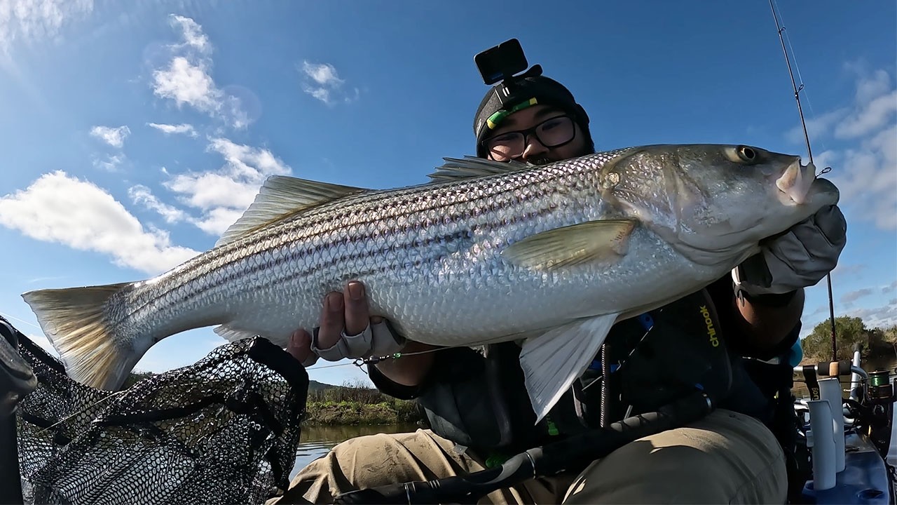 BIG STRIPER Caught With Massive Live Bullhead