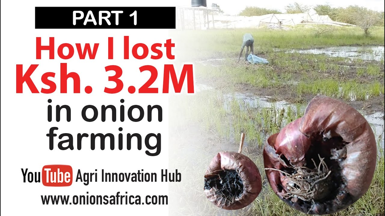How I LOST MONEY FAST in ONION FARMING