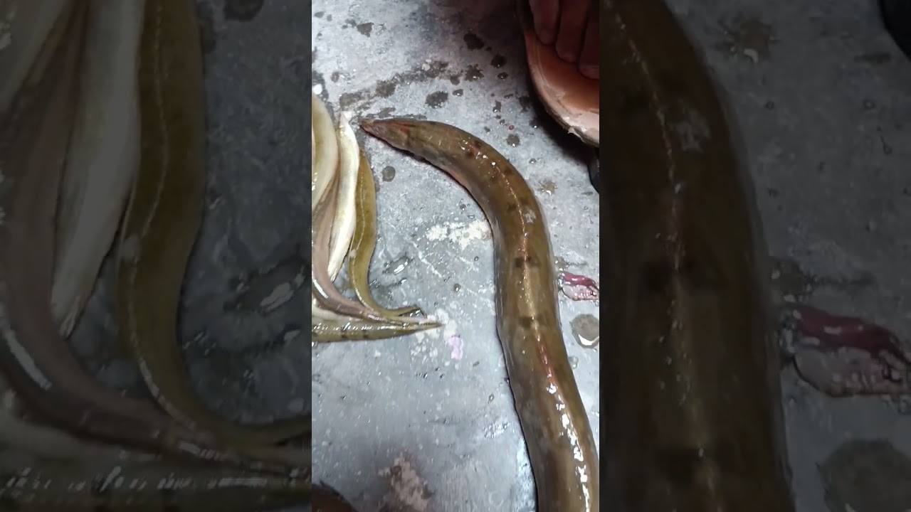 🐍🐍 Snake Ki Tarah Dikhne Wala Bihar Ka Famous Bami Fish 🐠🐠 | Bami Fish Kaisa Hota Hai | #bihar #fish