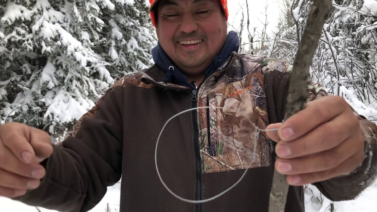 Snaring rabbit