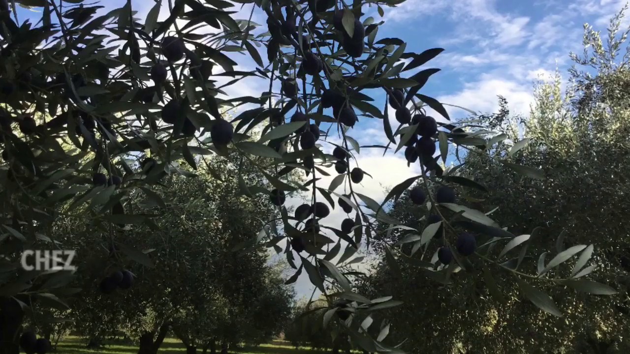 Démonstration récolte d’olive avec Olipicker