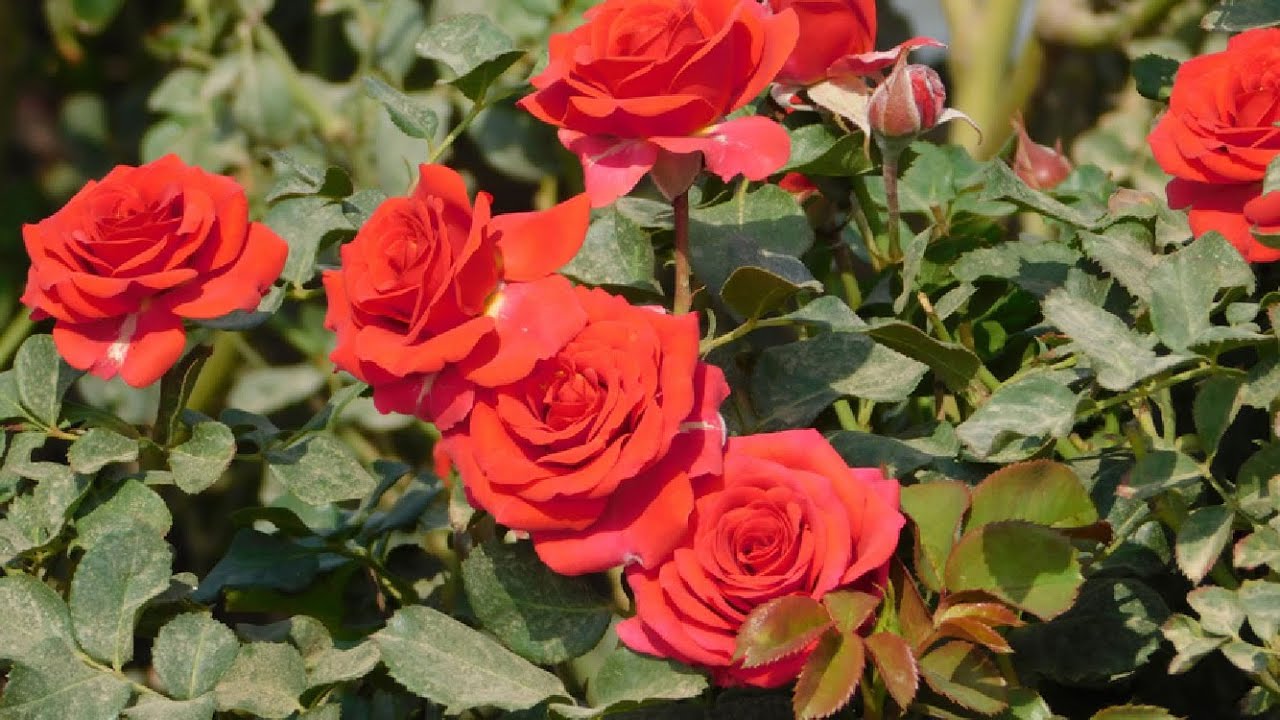 Hydroponic Rose Farming in Greenhouse and Harvesting Process