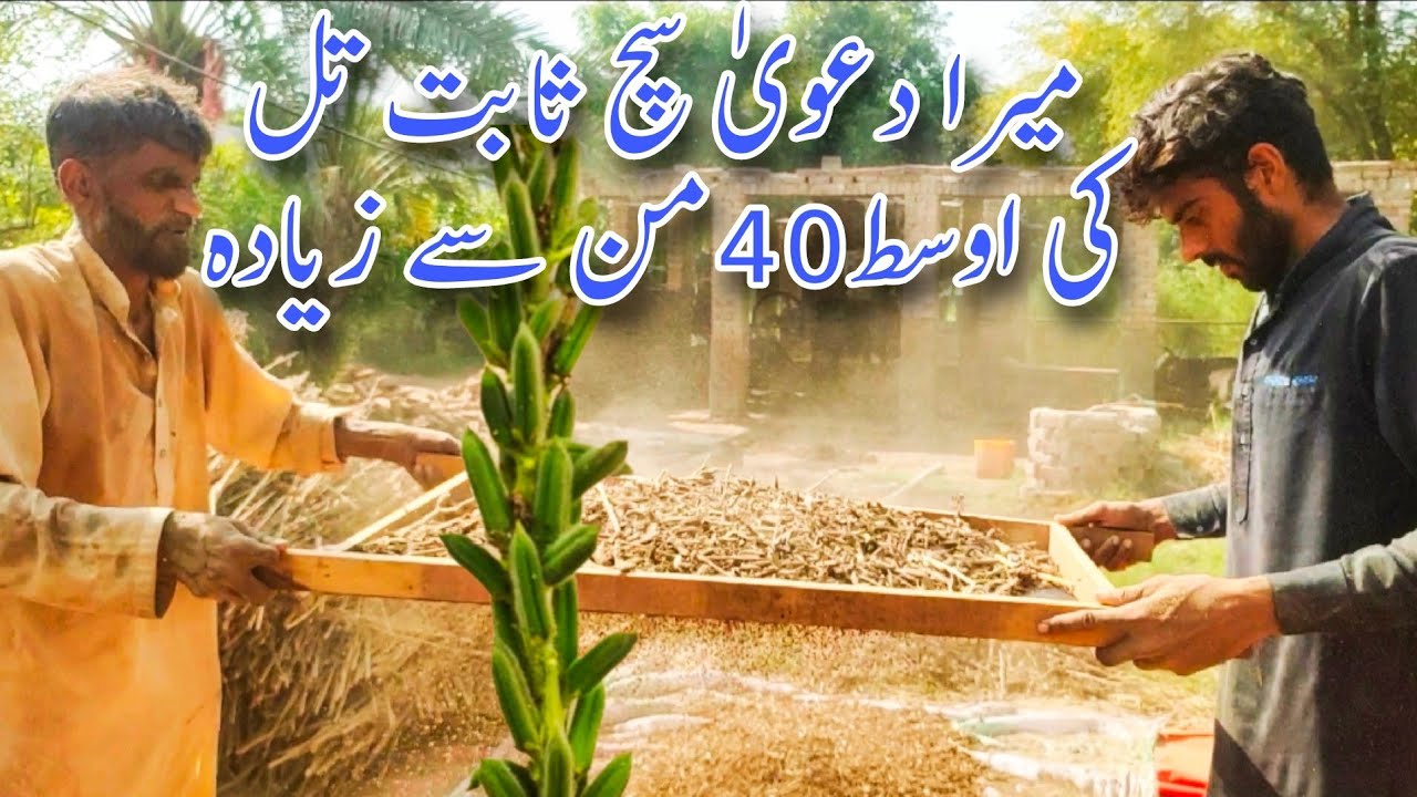 میرا دعویٰ سچ ثابت ہوا |تل کی فصل 40 من سے کراس کر جائے گی۔