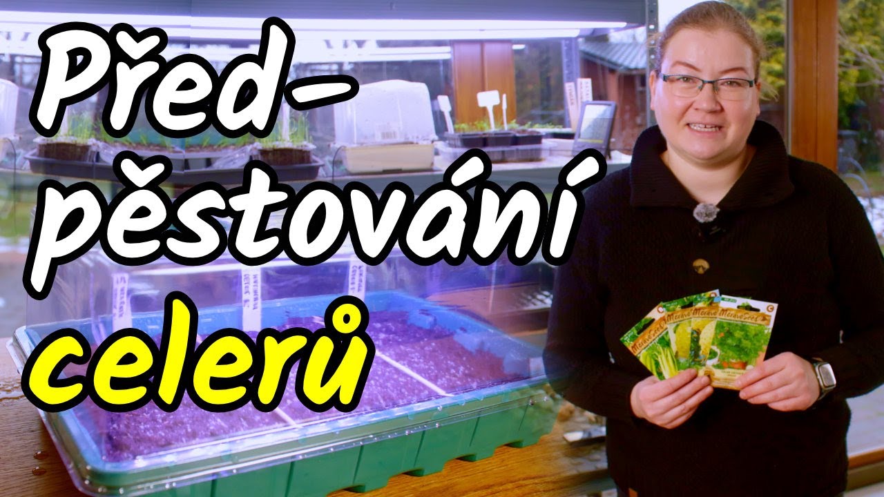 👩‍🌾Jak na předpěstování celerů? Bulvový, řapíkatý i listový