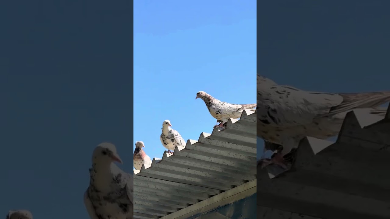 Almond roller pigeons 2025 #pigeon #chefsloft #hellenicpigeon #kabootar #birds #pigeonlover #kabutar