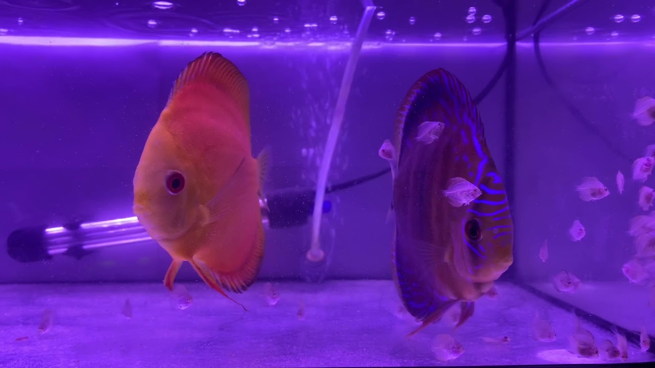 Discus Fry Growth from 0 to 2 months 2021