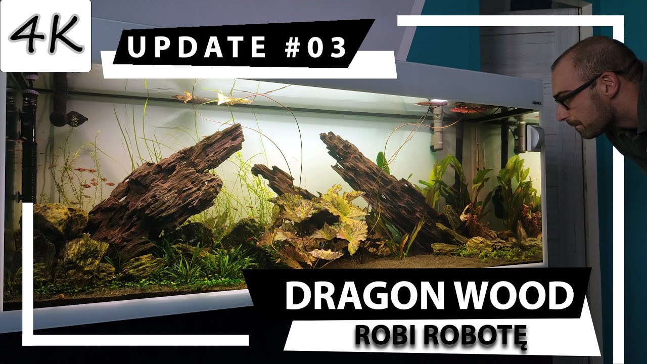Moje 405 litrów! DRAGON WOOD odmienił zbiornik! [4K] [Aktualizacja #03]