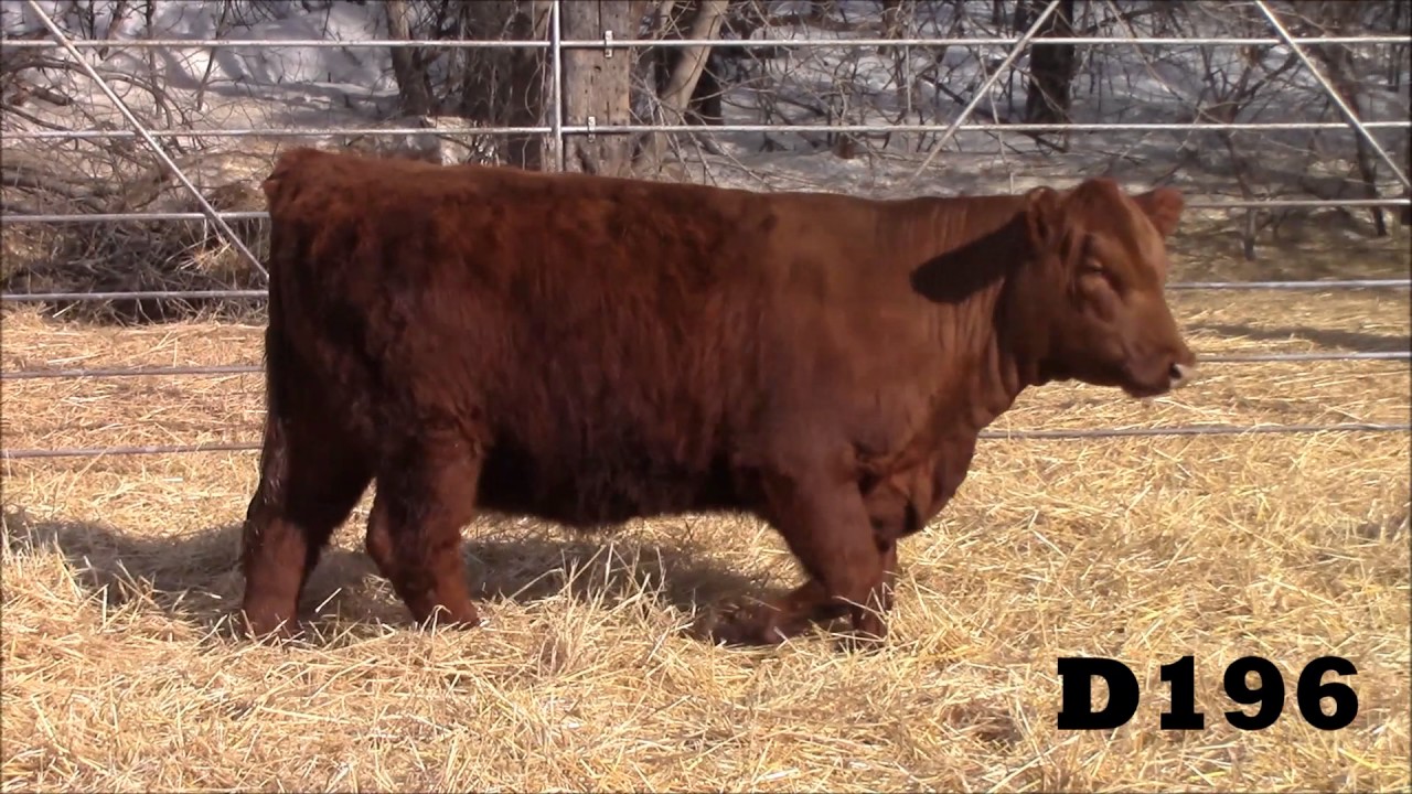 D196 heifer