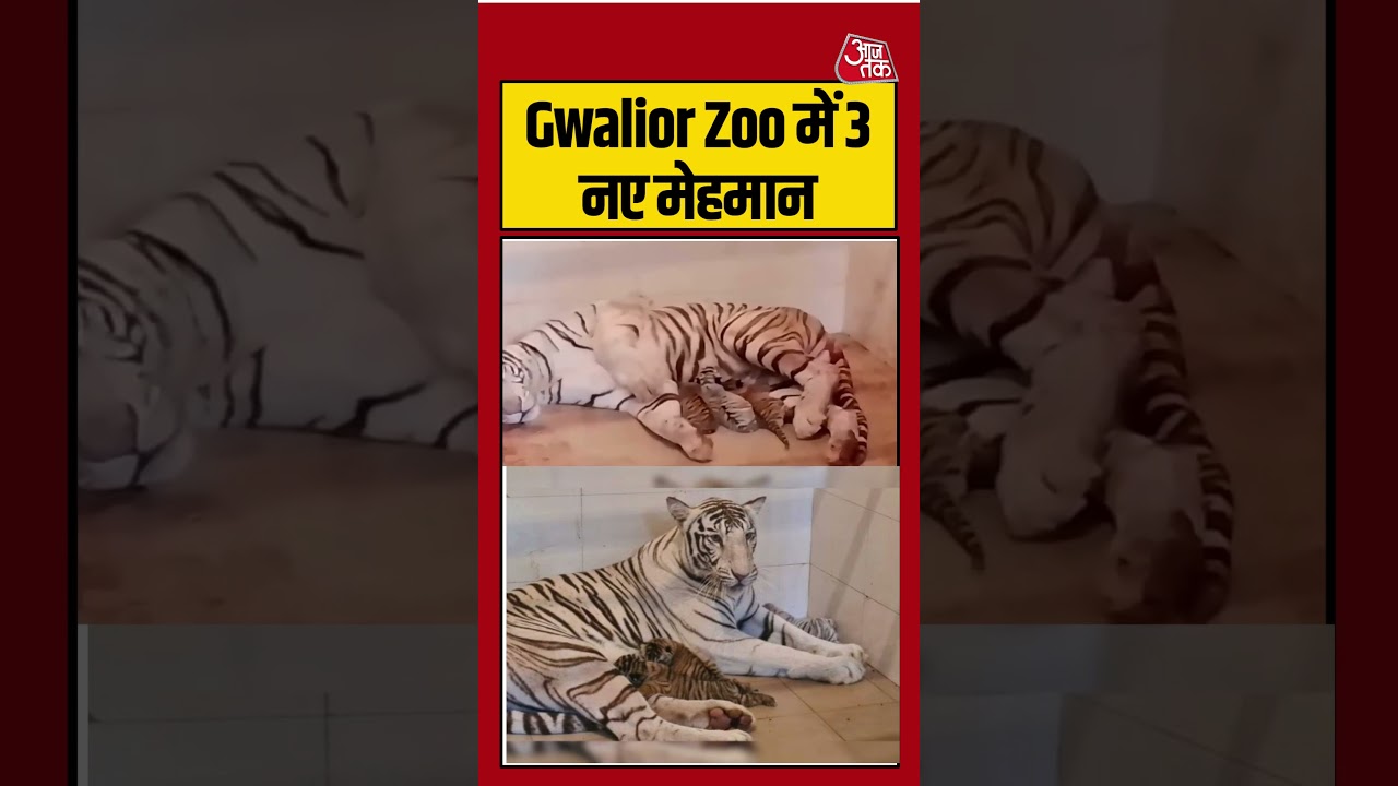 Gwalior Zoo में आए 3 नए मेहमान | #tigermeera #viralvideo