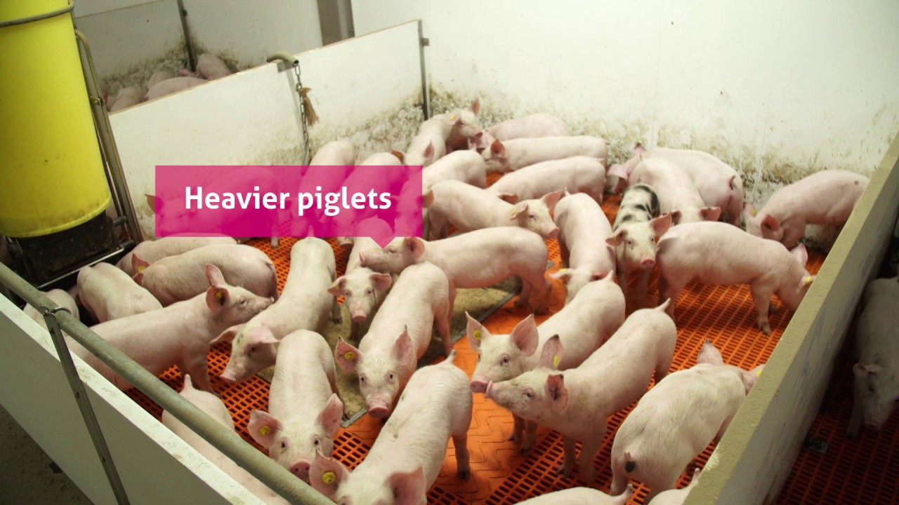 Automatic feeding in Farrowing pen