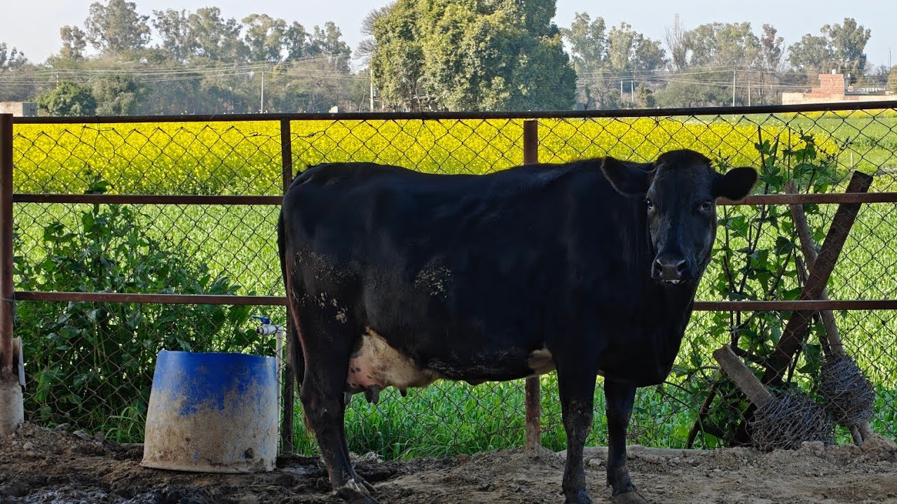 2 Cows for sale, 2 ਗਾਵਾਂ ਵਿਕਾਊ 