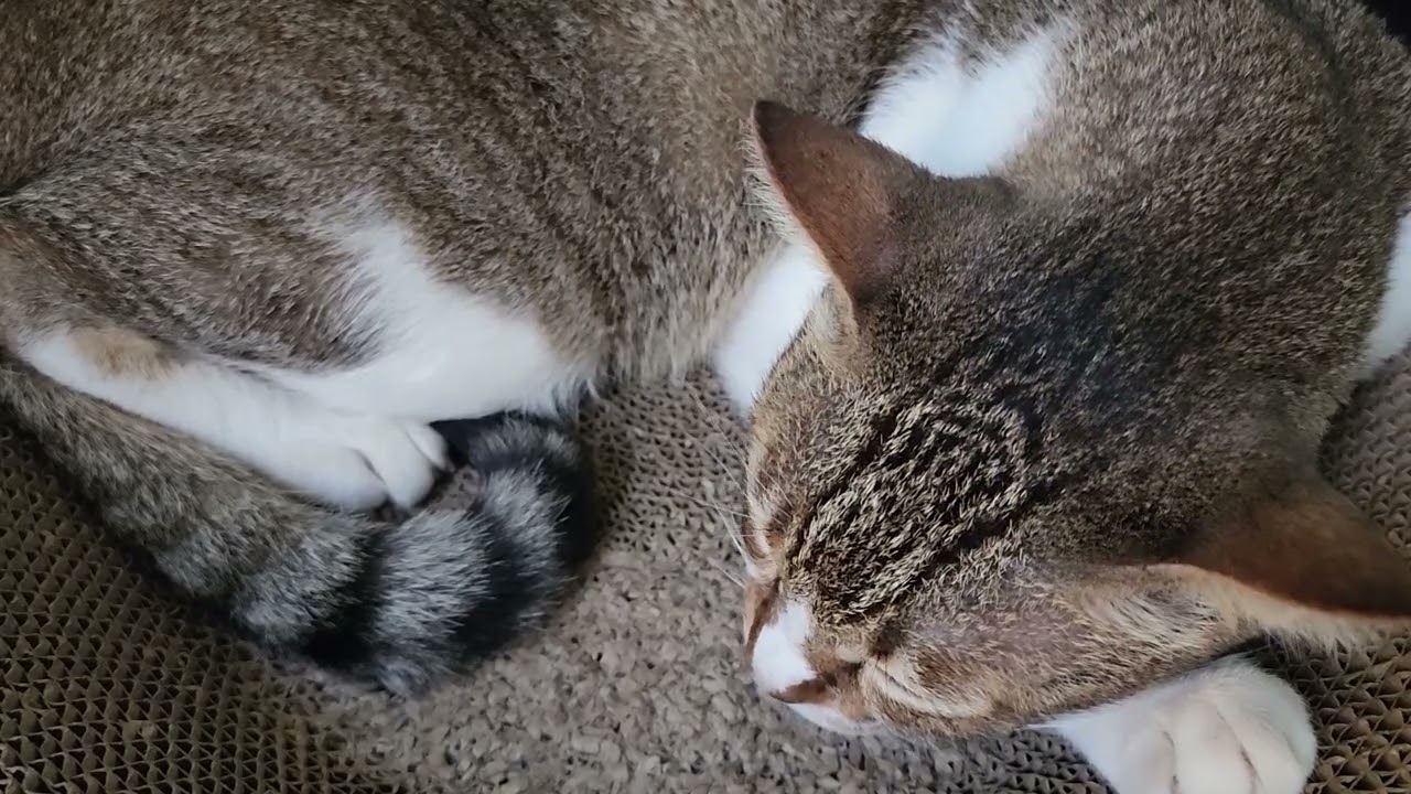 30 minutes of cat sleeping with purring sounds ep 19