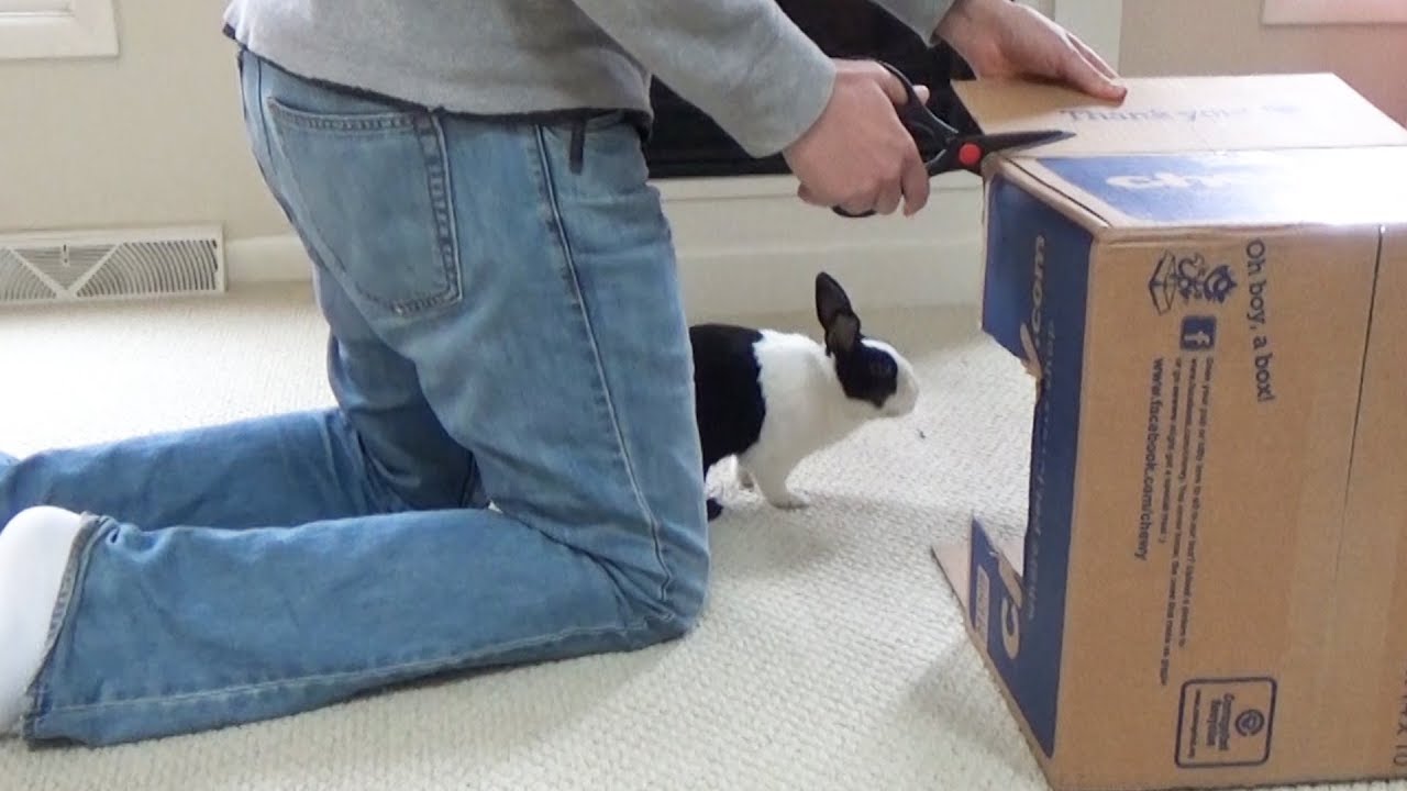 BOX FORT with a bunny rabbit!