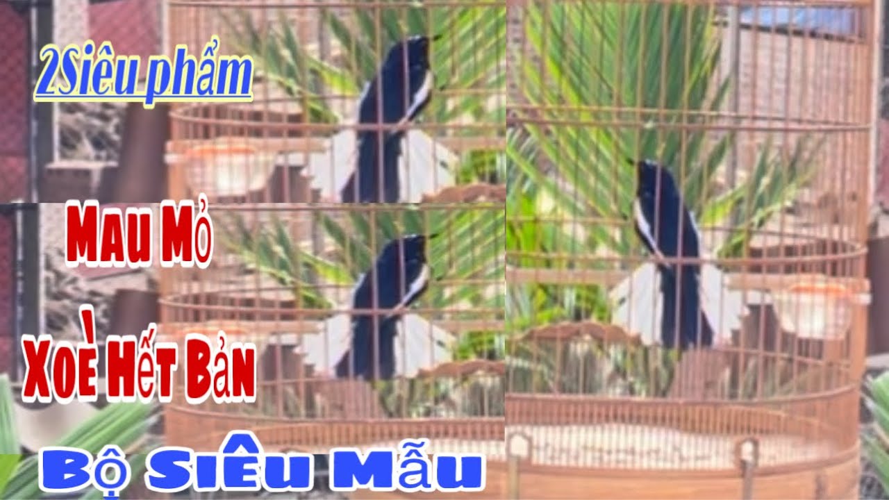 2 Siêu Phẩm Choè Than Hót Xoè Đuôi Khủng|Hàng Mau Mỏ |Nhạy Xoè|Bộ To Dài Bóng Mướt |Ae Sưu Tầm Chơi.