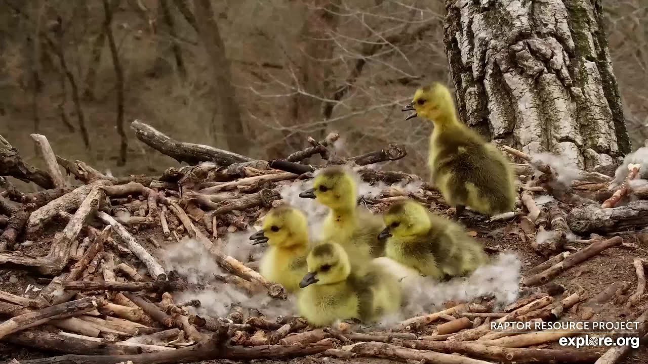 Gosling Jumps: April 28, 2022 | Decorah Eagle's Nest | Decorah Iowa