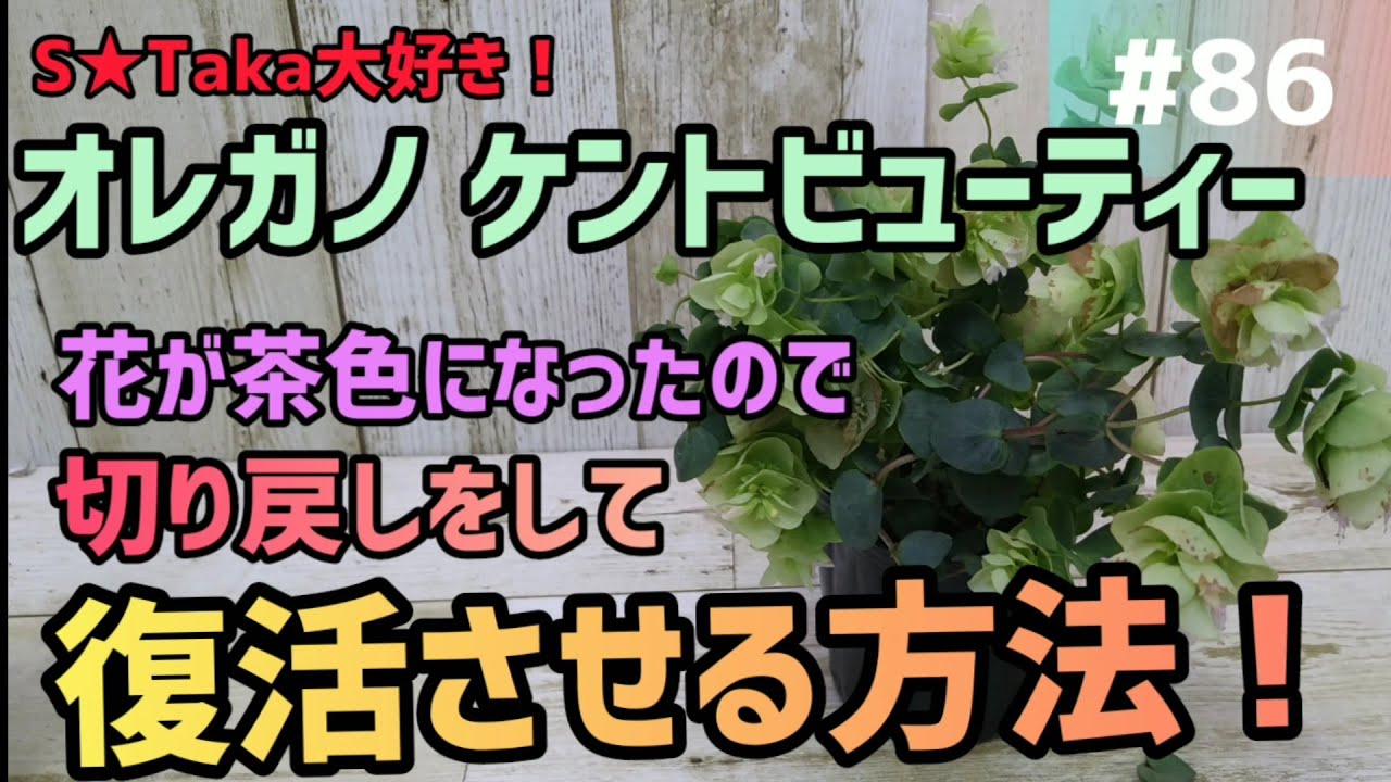 #86 オレガノ ケントビューティーの切り戻しをして復活させる方法😄