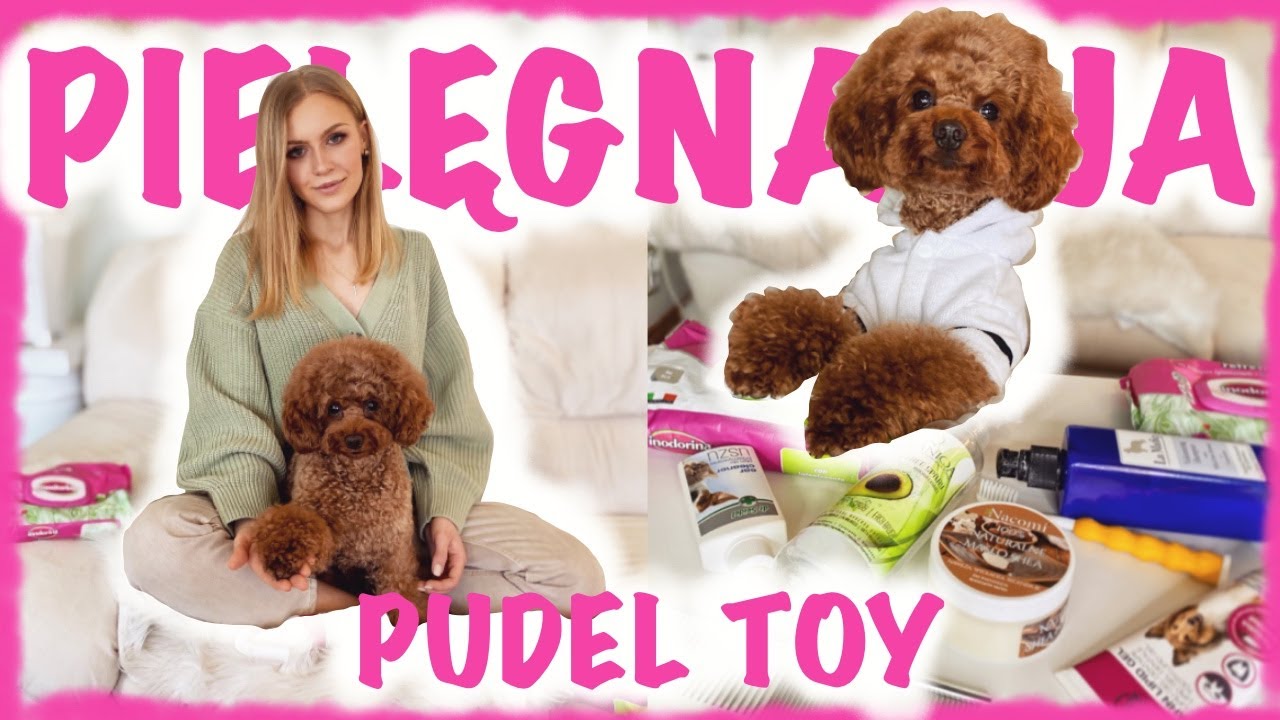 PIELĘGNACJA - PUDEL TOY | groomer, recenzja produktów do pielęgnacji psa