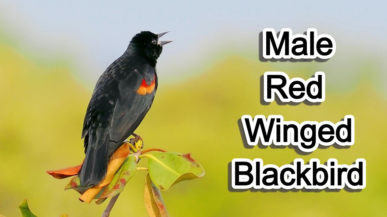 Red Winged Blackbird Call #birdsounds