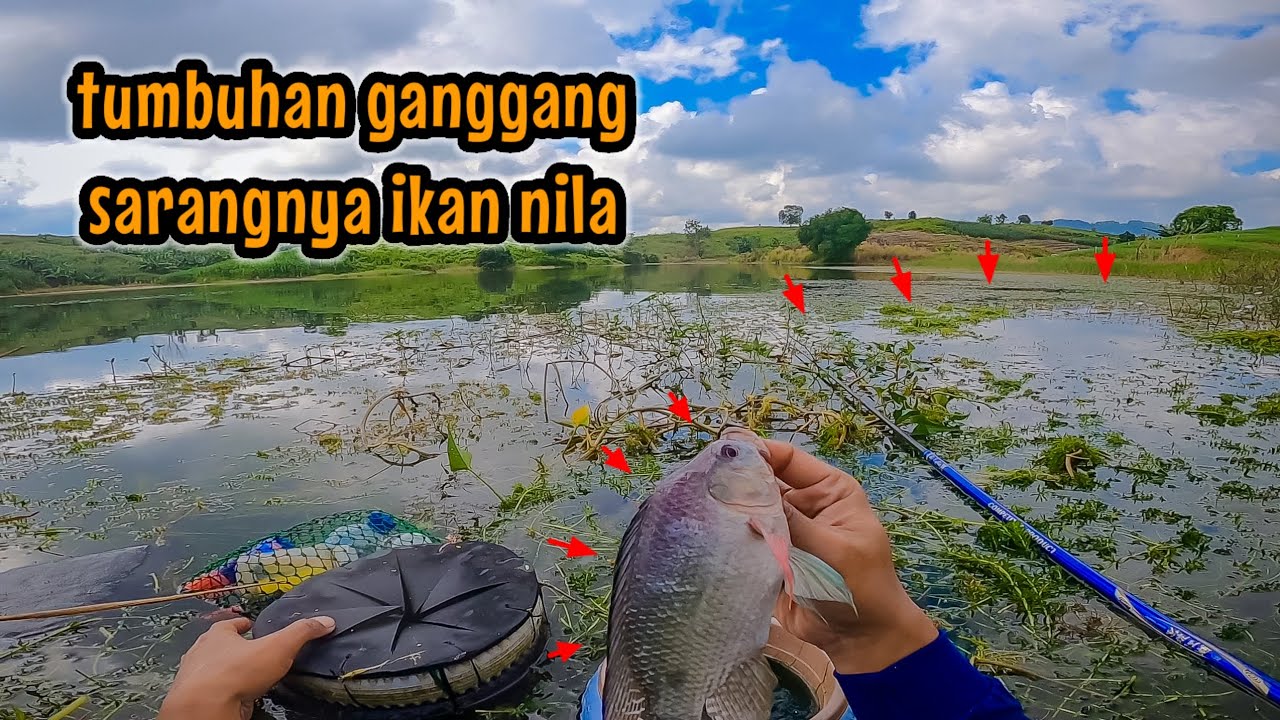 LAGI HOKI‼️NEMU SPOT PENUH GANGGANG TERNYATA SARANGNYA IKAN NILA || mancing ikan nila di waduk pacal