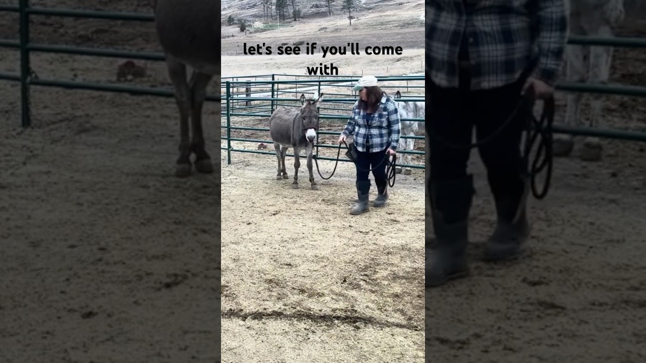 Donkey Training: How To Teach Your Donkey To Be A Good Boy