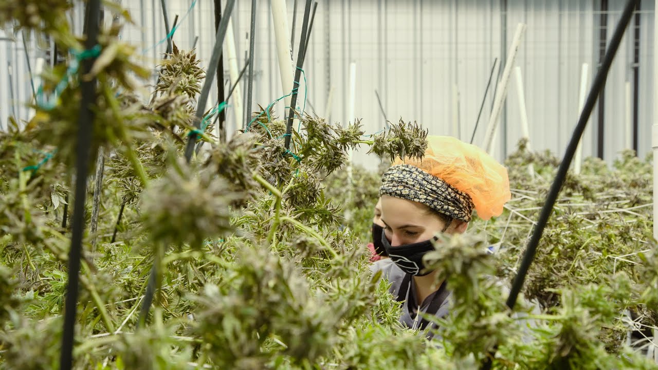 Women Who Grow: A Spotlight on The Pass' Female Cultivators