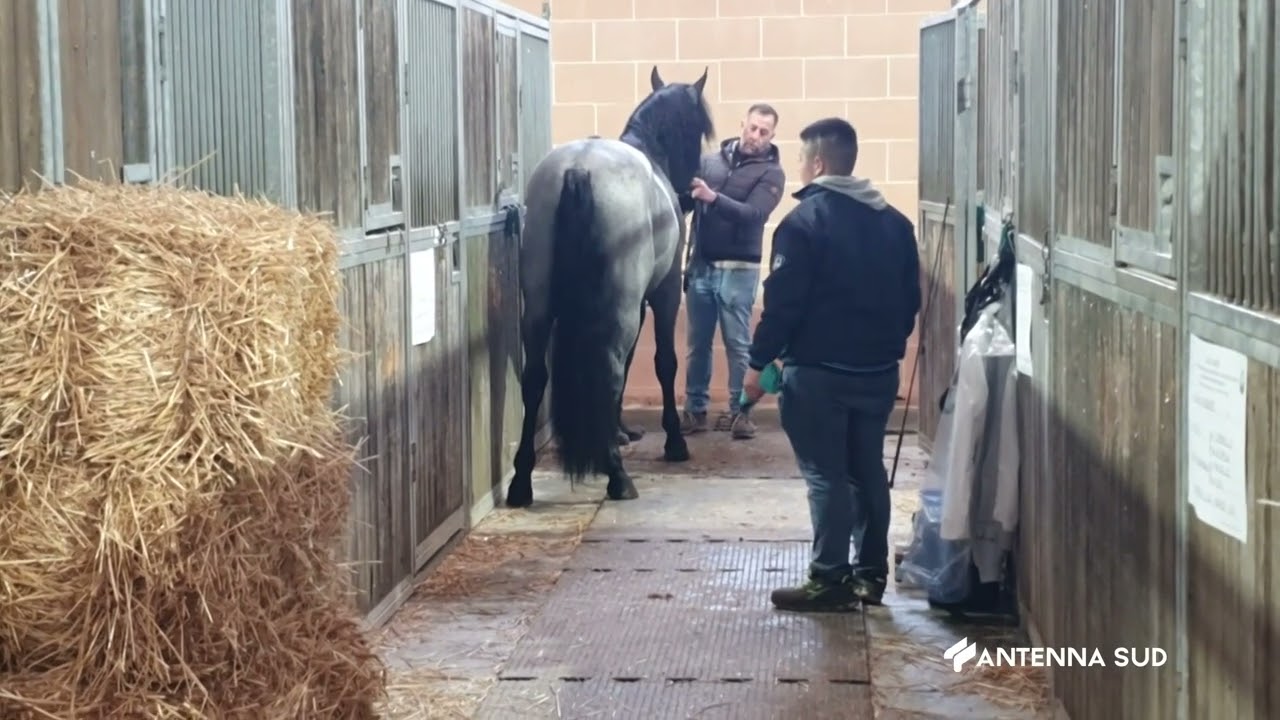 25 GIUGNO 2024   CAVALLI   UNA MAXI FORNITURA DI “MURGESI” PER L’OLANDA