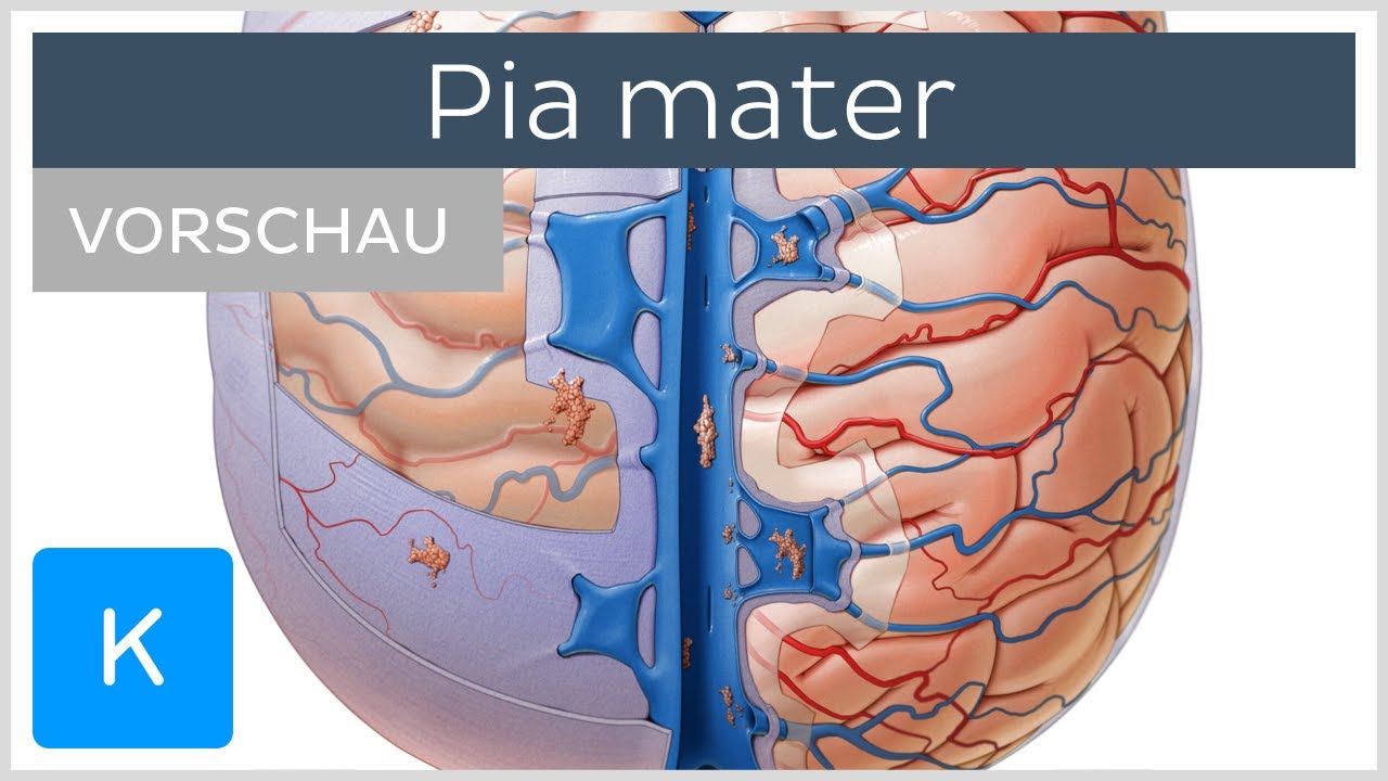 Pia mater (Weiche Hirnhaut): Anatomie und Funktion (Vorschau) | Kenhub