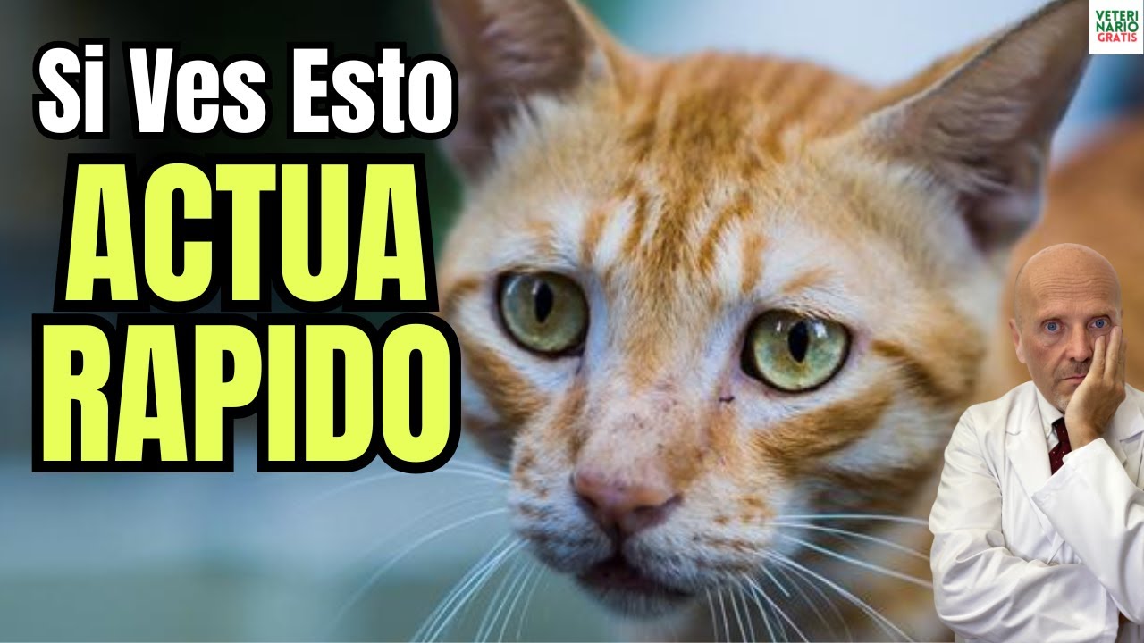 🐱🟡¿COMO SABER SI MI GATO ESTA ENFERMO DEL HIGADO SIN IR AL VETERINARIO?🐱🟡