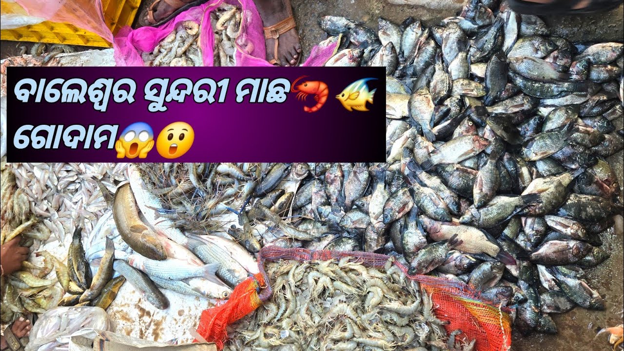 ବାଲେଶ୍ଵର ସୁନ୍ଦରୀ ମାଛ 🐠ଗୋଦାମ/TituTipi Vlogs ❤️#fishingvideo #viralvideo #fishmarket