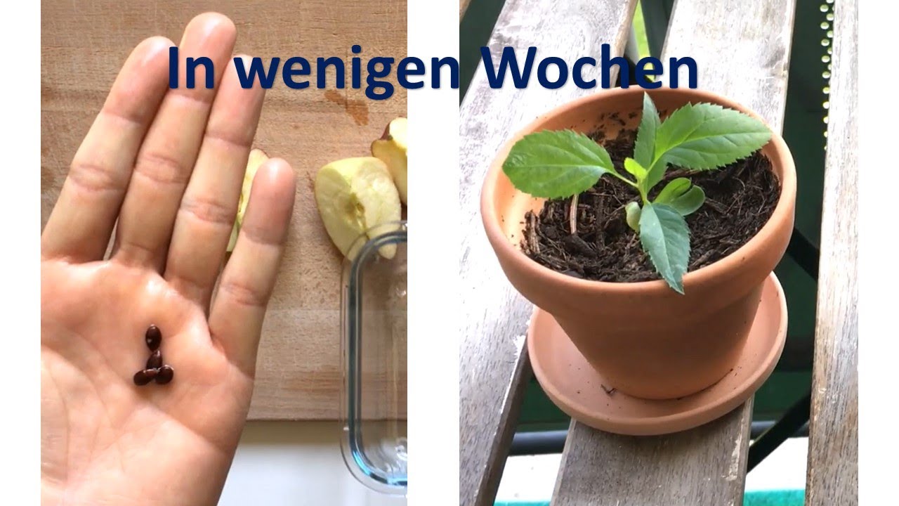 Apfelbaum selber ziehen | Vom Kern zum Baum in wenigen Tagen | ANLEITUNG | Kerne keimen lassen