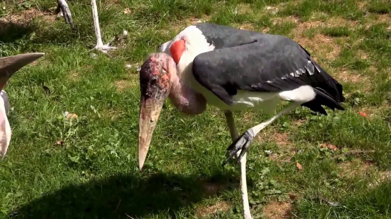 Unser einstiger Spaziergang im Zoo 6