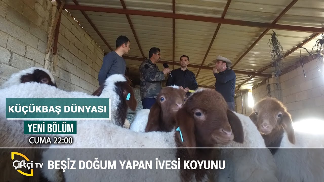 Küçükbaş Hayvancılıkta İvesi Irkı - KÜÇÜKBAŞ DÜNYASI #küçükbaş #hayvancılık #besicilik