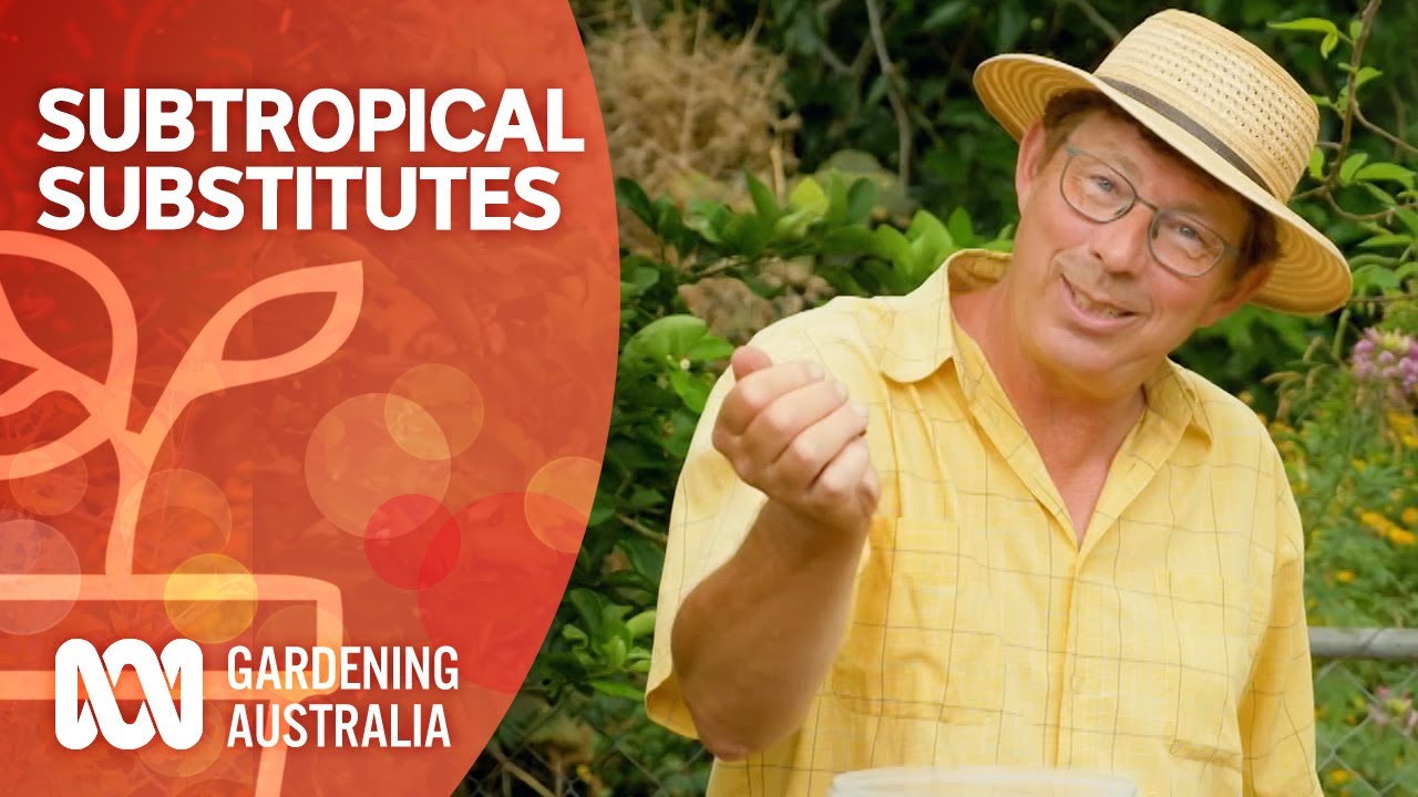 Subtropical Substitutes | Growing Fruit And Vegies | Gardening Australia