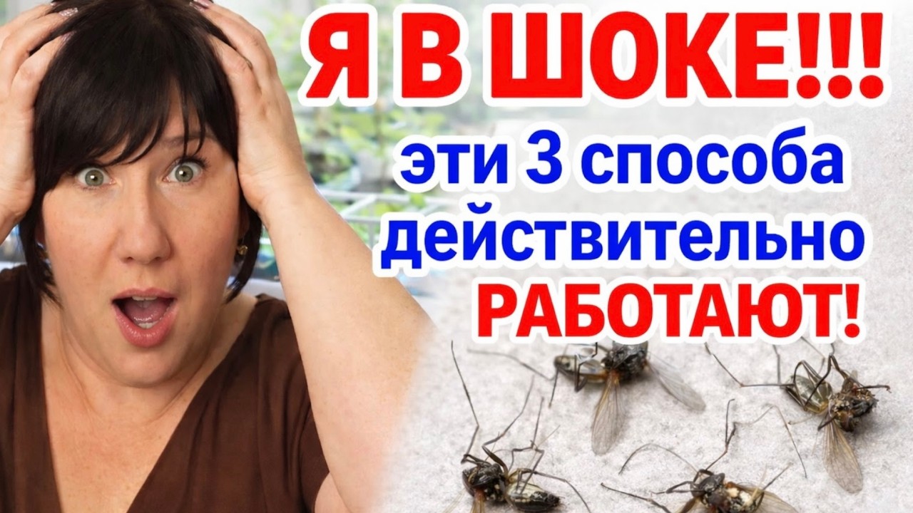 Грибной комарик в рассаде? 3 способа избавиться быстро и навсегда от сциариды, земляной мошки.