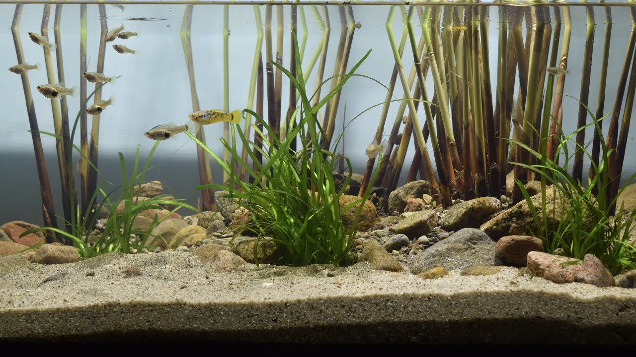 Mexican Lagoon Biotope - Dec 2018