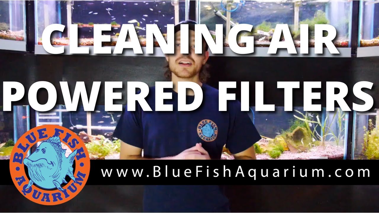 Air Powered Filter Maintenance - Sponge Filters & Undergravel Filters