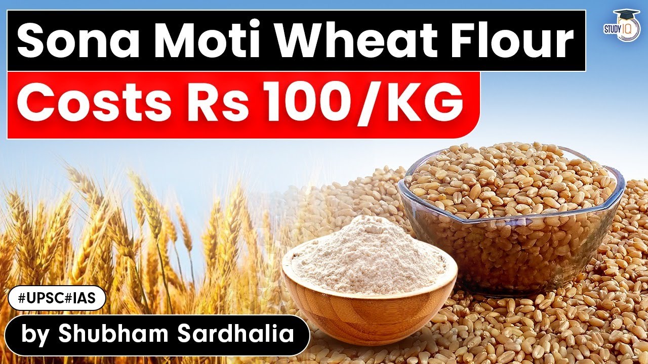 Ancient variety of Punjab's wheat Sona Moti Wheat Flour cost Rs.100/kg Why? | Explained | Punjab PSC