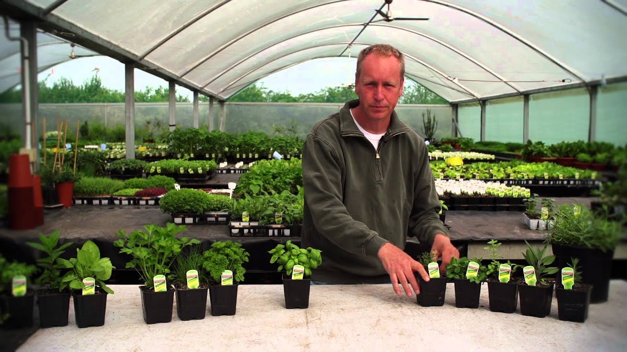 How to Grow Dry Loving Herbs & Planting Companion Plants round Tomatoes | Organic Edible Garden