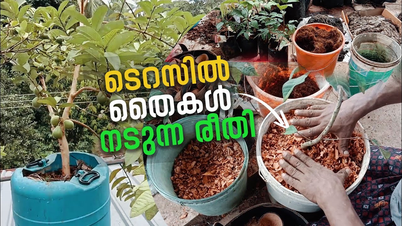 ടെറസിൽ  തൈകൾ നടുന്ന രീതി | | എൻ്റെ ടെറസിലെ തോട്ടം PART- 10 | Abdukka Areekode