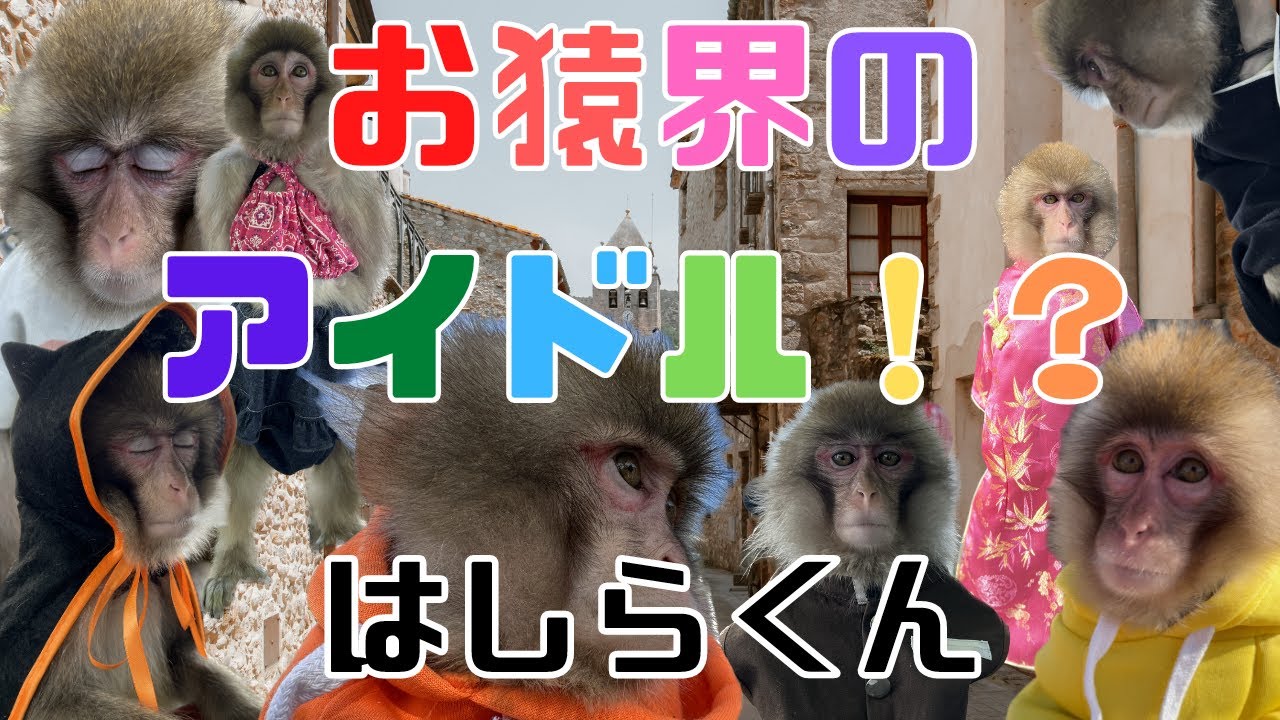 （愛）お猿界のアイドル！？イケメン、はしら君！！でもかなりのおとぼけキャラ🤣
