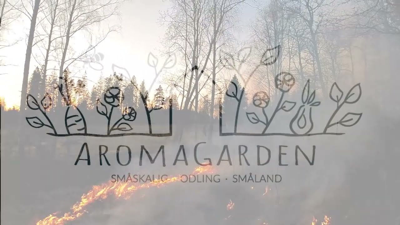 Svedjebruk -  gr&auml;sbrand som milj&ouml;&aring;tg&auml;rd f&ouml;r en levande Aromagarden