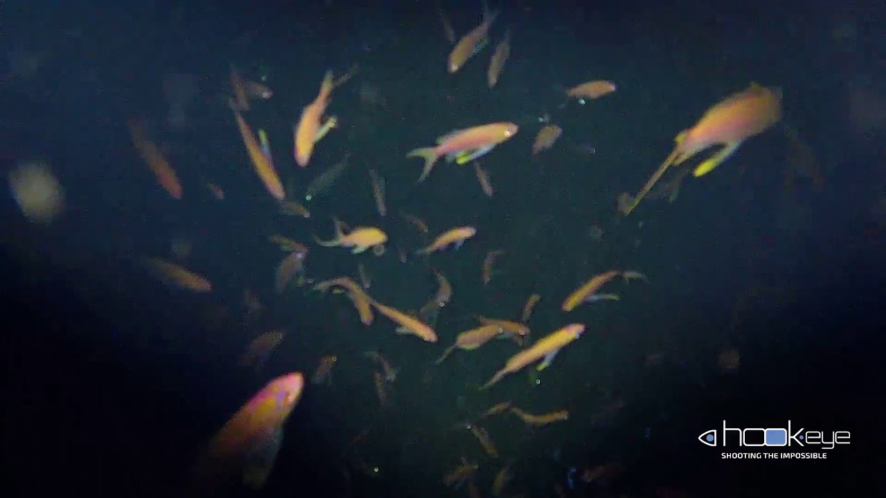 Deep dropping at 180 meters depth in Montecristo Island, Tuscany - Italy