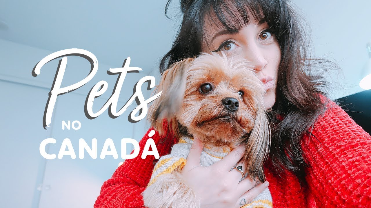 Como levar cachorro para o Canadá 🐶| Vacinas, documentação, transporte, valores