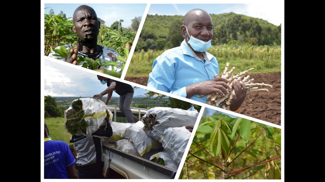 Organic Cassava Production  Part 1
