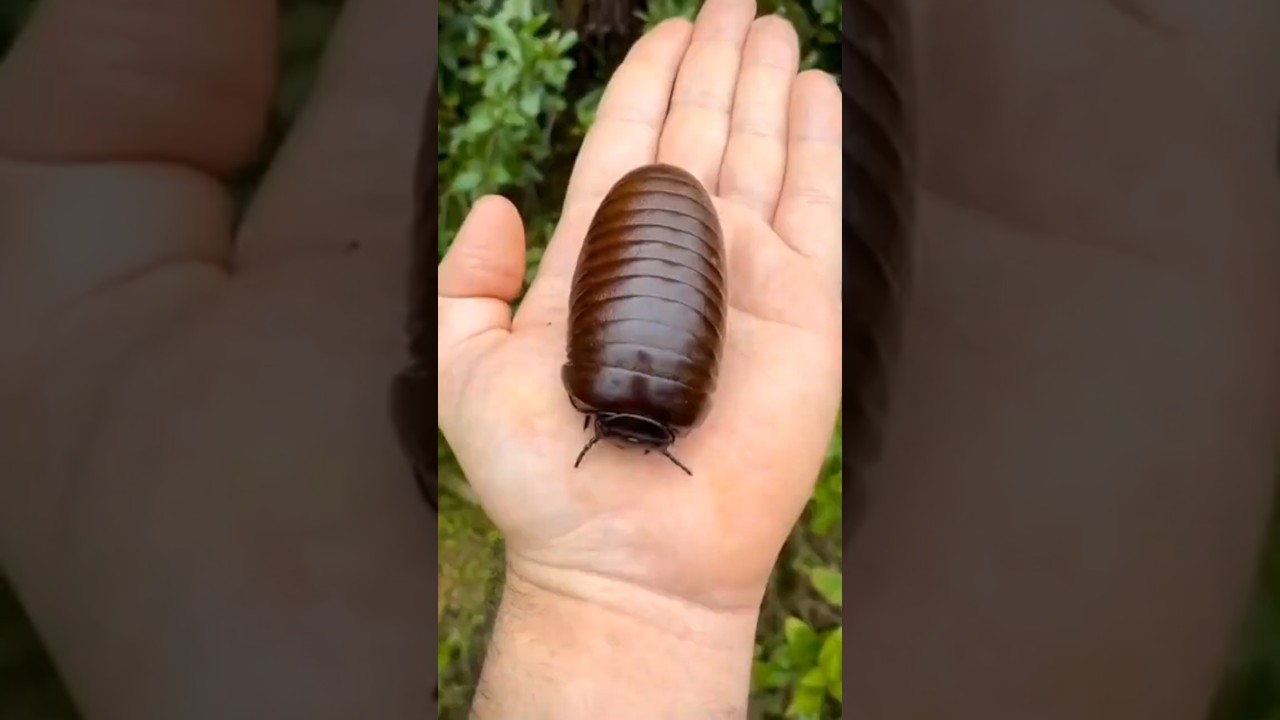 What insect is this? It's so big 